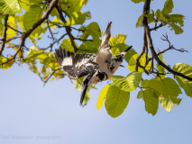 Pied kingfisher