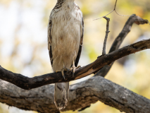 Changeable hawk-eagle