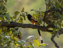 Rufous treepie