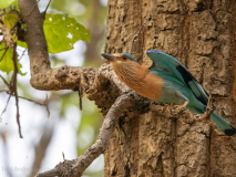 Indian roller