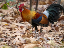 Red jungle fowl
