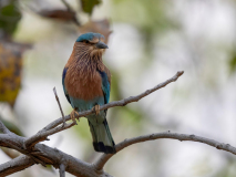 Indian roller