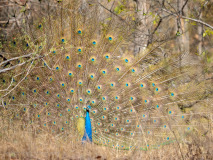 Indian peafowl