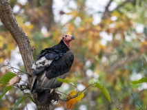 Red-headed vulture