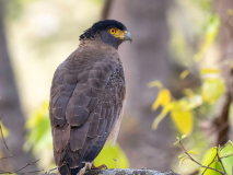 Crested serpent eagle
