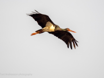 Black stork