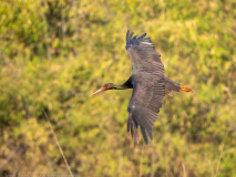 Black stork