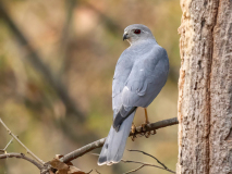 Shikra