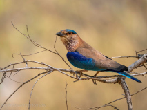 Indian roller