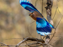 Indian roller