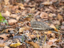 Eurasian thick-knee
