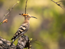 Hoopoe