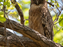 Brown fish owl