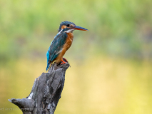 Common kingfisher