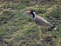 Red-wattled lapwing