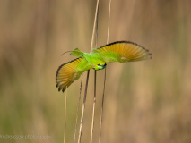 Green bee-eater