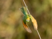 Green bee-eater