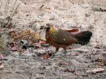 Red jungle fowl