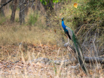 Indian peafowl