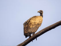 Indian vulture