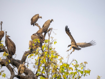 Indian vultures