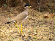 Yellow-wattled lapwing