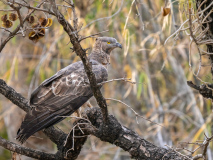 Crested honey buzzard
