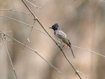 Red-vented bulbul
