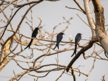 Black drongos