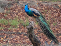 Indian peafowl
