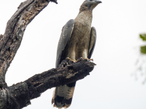 Crested honey buzzard