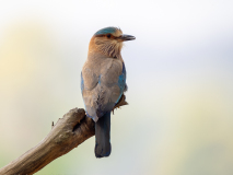 Indian roller