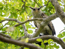 Spot-bellied eagle-owl