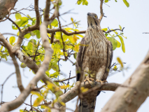 Crested honey buzzard