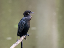Little Cormorant