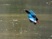 White-throated kingfisher
