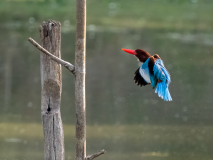 White-throated kingfisher