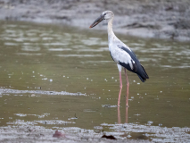 Open-billed stork