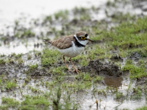 Little ringed plover