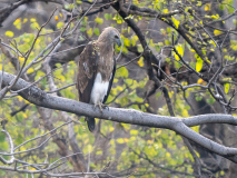Grey-headed fish eagle