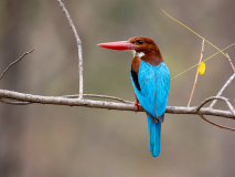 White-throated kingfisher