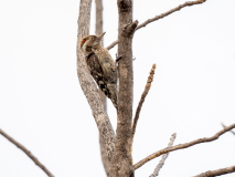Yellow-crowned woodpecker
