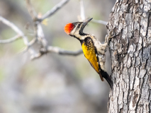Black-rumped flameback