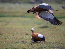 Ruddy shelduck