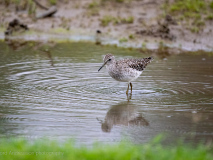 Wood sandpiper