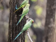 Rose-ringed parakeets