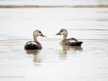 Indian spot-billed duck