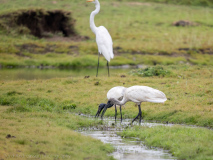 Black-headed ibis