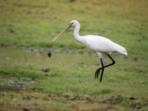 Eurasian spoonbill