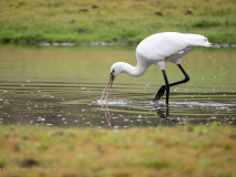 Eurasian spoonbill